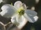 Alabama Dogwood Blossom Digitally Painted