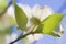 Alabama Dogwood Blossom Digitally Painted