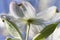 Alabama Dogwood Blossom Macro - Cornus florida
