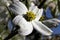 Alabama Dogwood Blossom Macro - Cornus florida