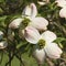 Alabama Dogwood Blossoms - Cornus florida