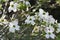 Alabama Dogwood Blossoms - Cornus florida