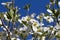 Alabama Dogwood Blossoms - Cornus florida