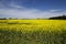 Alabama Farm Field Canola Crop