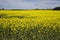 Alabama Farm Field Canola Crop