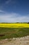 Alabama Farm Field Canola Crop