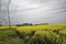 Alabama Farm Field Canola Crop