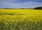 Alabama Farm Field Canola Crop