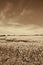 Alabama Farm Field Canola Crop in Sepia Tones