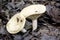 Alabama forest floor with mushrooms