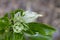 Alabama Gentian Pinkroot Wildflower - Spigelia gentianoides