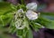 Alabama Gentian Pinkroot Wildflower - Spigelia gentianoides