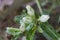 Alabama Gentian Pinkroot Wildflower - Spigelia gentianoides