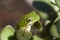 Alabama Green Tree Frog - Hyla cinerea