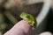 Alabama Green Tree Frog - Hyla cinerea