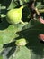 Alabama Green Tree Frog - Hyla cinerea - on Fig Leaf