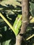 Alabama Green Tree Frog - Hyla cinerea - on Fig Tree