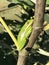 Alabama Green Tree Frog - Hyla cinerea - on Fig Tree