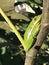 Alabama Green Tree Frog - Hyla cinerea - on Fig Tree