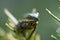 Alabama Green Tree Frog - Hyla cinerea - on Rosemary Bush