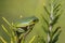 Alabama Green Tree Frog - Hyla cinerea - on Rosemary Bush