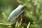 Alabama Green Tree Frog - Hyla cinerea - on Rosemary Bush