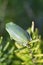 Alabama Green Tree Frog - Hyla cinerea - on Rosemary Bush