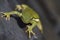 Alabama Green Tree Frog Hyla cinerea with White Stripe