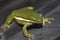 Alabama Green Tree Frog Hyla cinerea with White Stripe