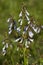 Alabama Lyreleaf Sage Wildflower
