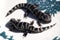 Alabama Marbled Salamanders - Ambystoma opacum