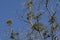 Alabama Mistletoe Parasitic Plants - Viscum album