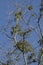 Alabama Mistletoe Parasitic Plants - Viscum album