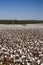 Alabama Morgan County Cotton Crop
