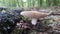 Alabama mushroom