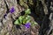 Alabama Purple Violet Wildflowers - Viola odorata