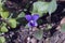 Alabama Purple Violet Wildflowers - Viola odorata