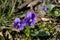 Alabama Purple Violet Wildflowers - Viola odorata