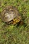 Alabama Red Eyed Male Box Turtle 3 - Terrapene carolina