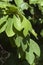 Alabama Sassafras albidum Tree Leaves