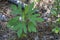 Alabama Sassafras albidum Tree Leaves