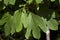 Alabama Sassafras albidum Tree Leaves