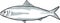 Alabama shad Fish of Florida Cartoon Drawing