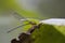 Alabama Spreadwing Damselfly - Lestes spp - In Morgan County