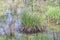 Alabama Swamp Grass Aquatic Plants