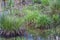 Alabama Swamp Grass Aquatic Plants