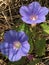 Alabama Tall Common Blue Morning Glory Wildflower - Ipomoea indica