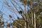 Alabama Turkey Vultures Sitting in Trees