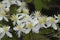 Alabama White Clematis ligusticifolia Wildflowers 11