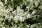 Alabama White Clematis ligusticifolia Wildflowers - Old Man\'s Beard